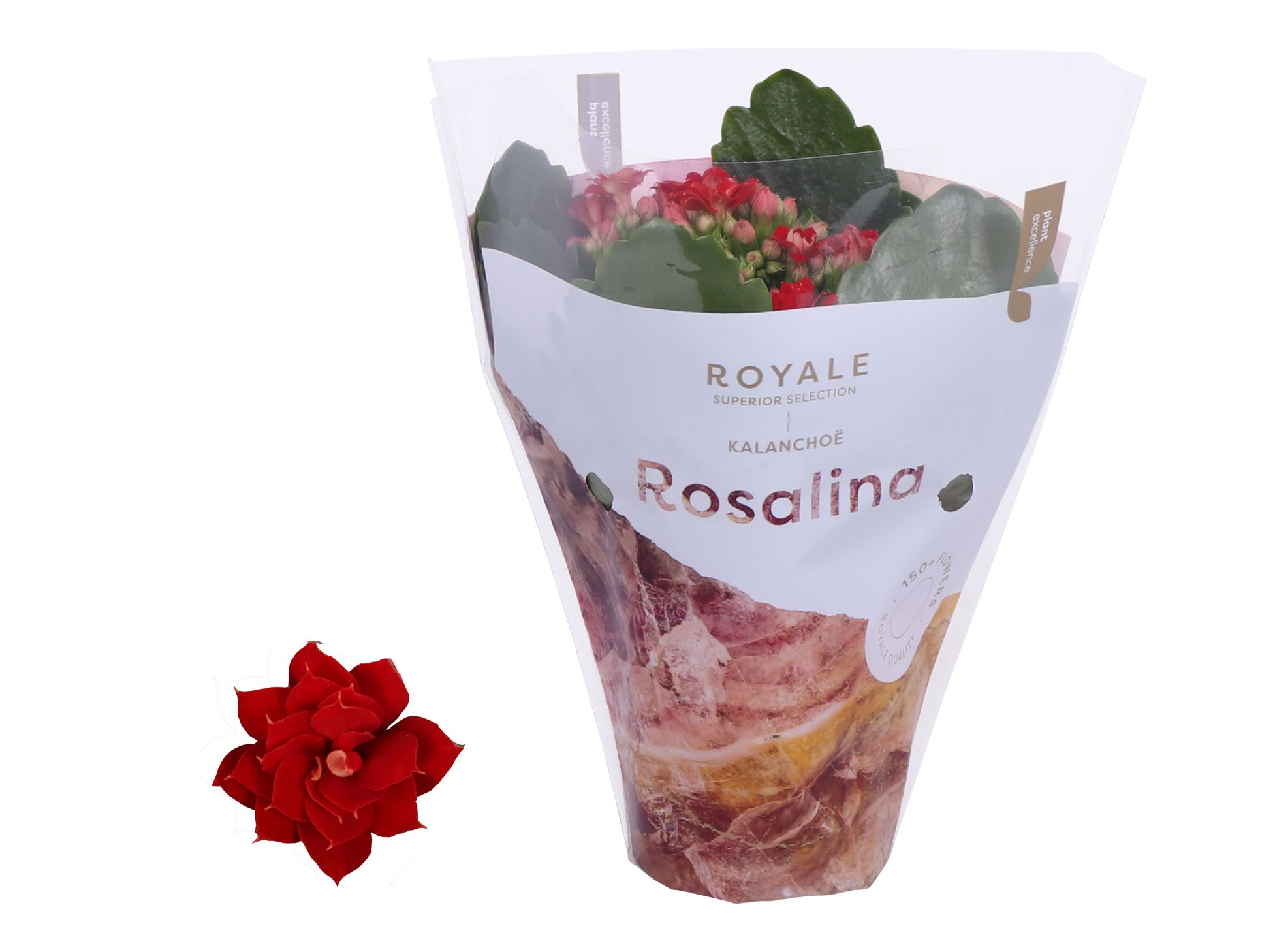 Kalanchoe Rosalina 07cm Royale Justino rood, D 7