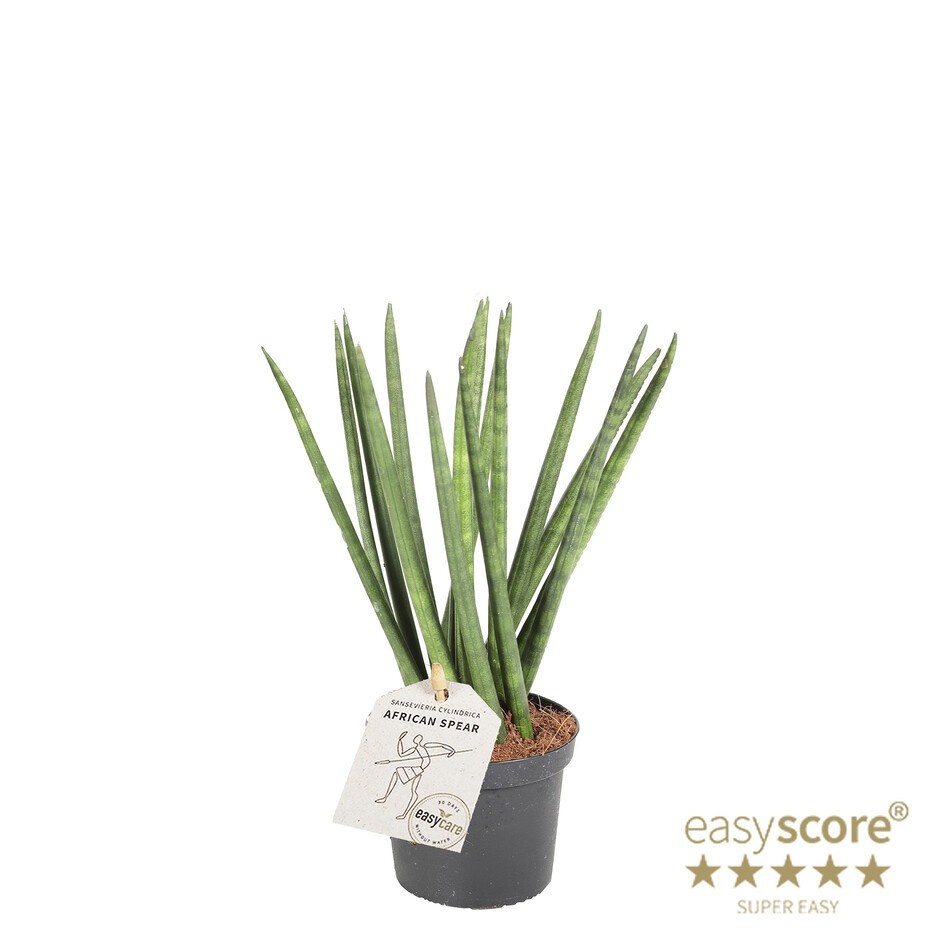 SANSEVIERIA CYLINDRICA 'Spaghetti', D 9