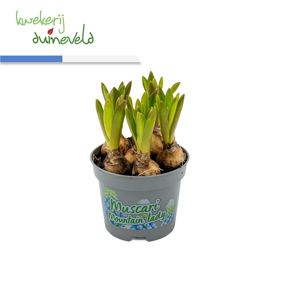 Muscari Mountain Lady P9, D 9