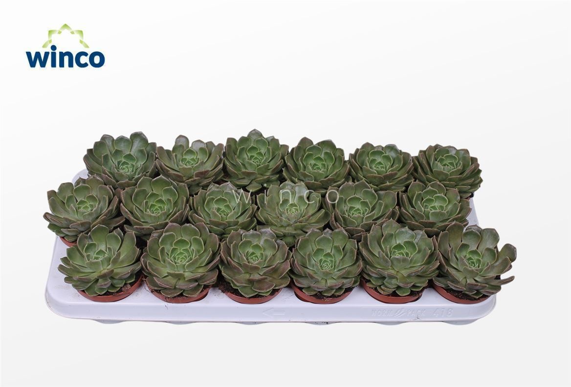 Echeveria Bron Rose, D 8,5
