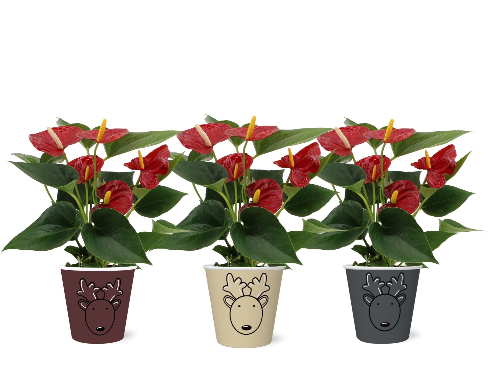 Anthurium Diamond Red in Rudolf smartcup, D 9