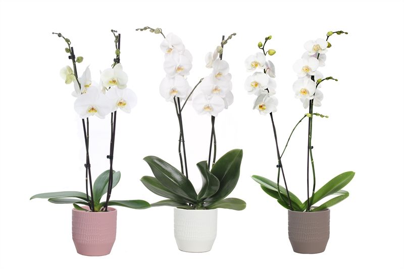 Tirza p12 scores mix Phal white 2T14+, D 12