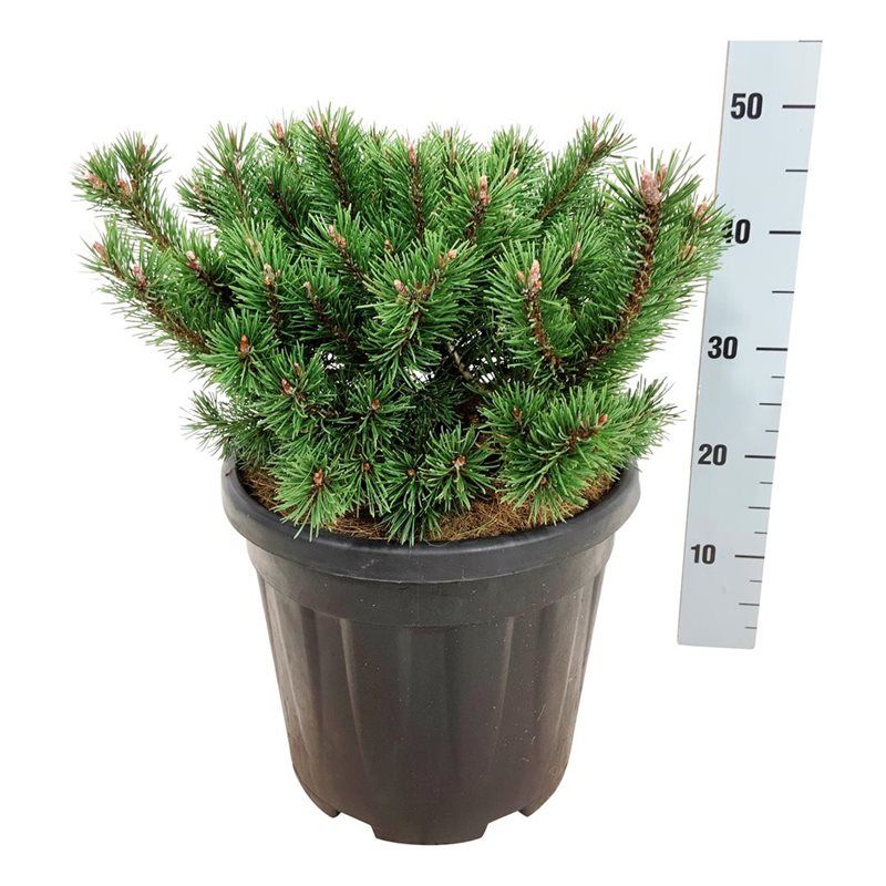 Pinus mugo 'Klostergrün', D 32