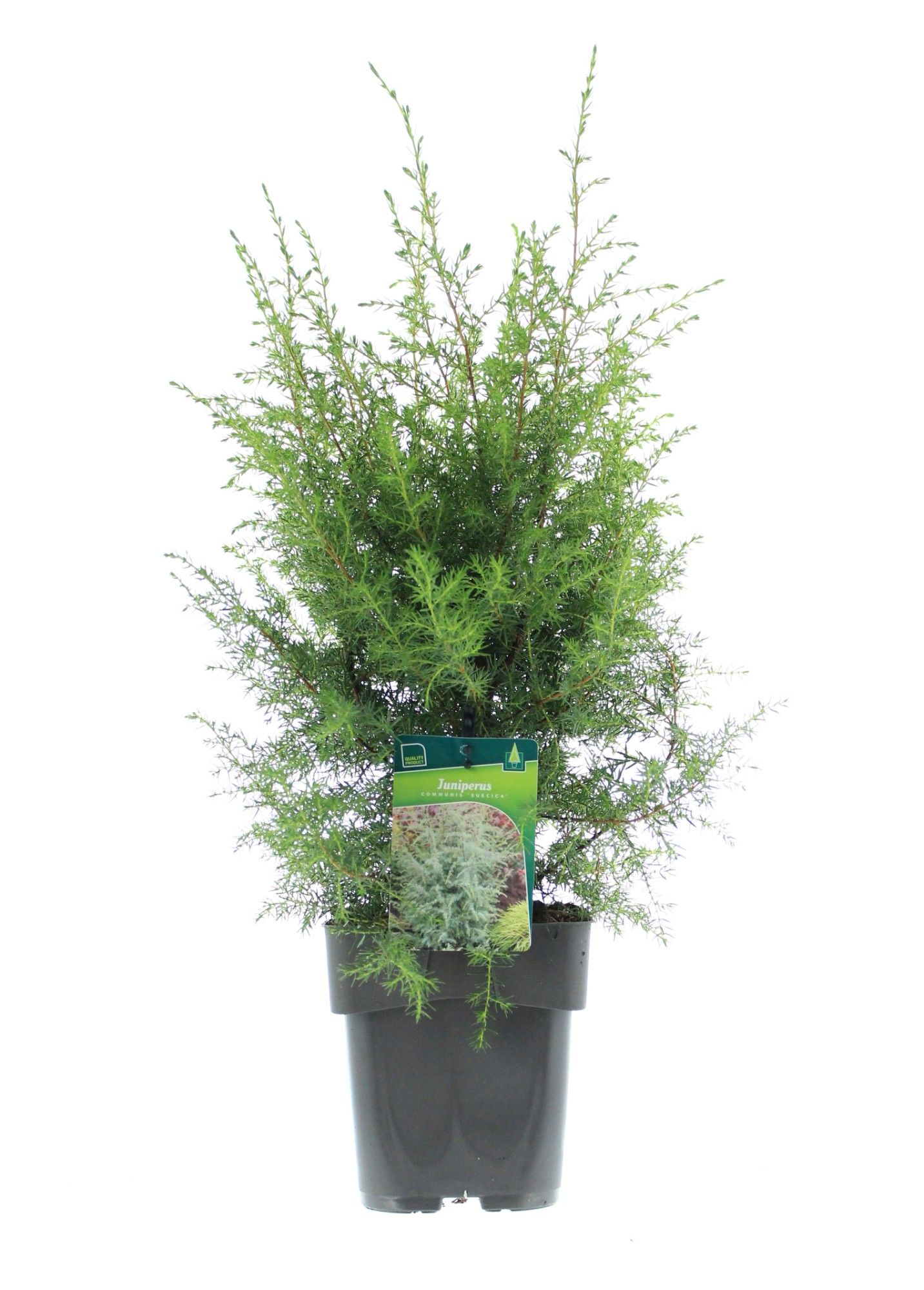 Juniperus communis 'Suecica', D 19