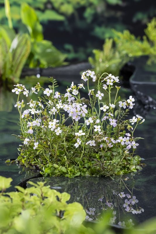 Cardamine pratensis, D 9