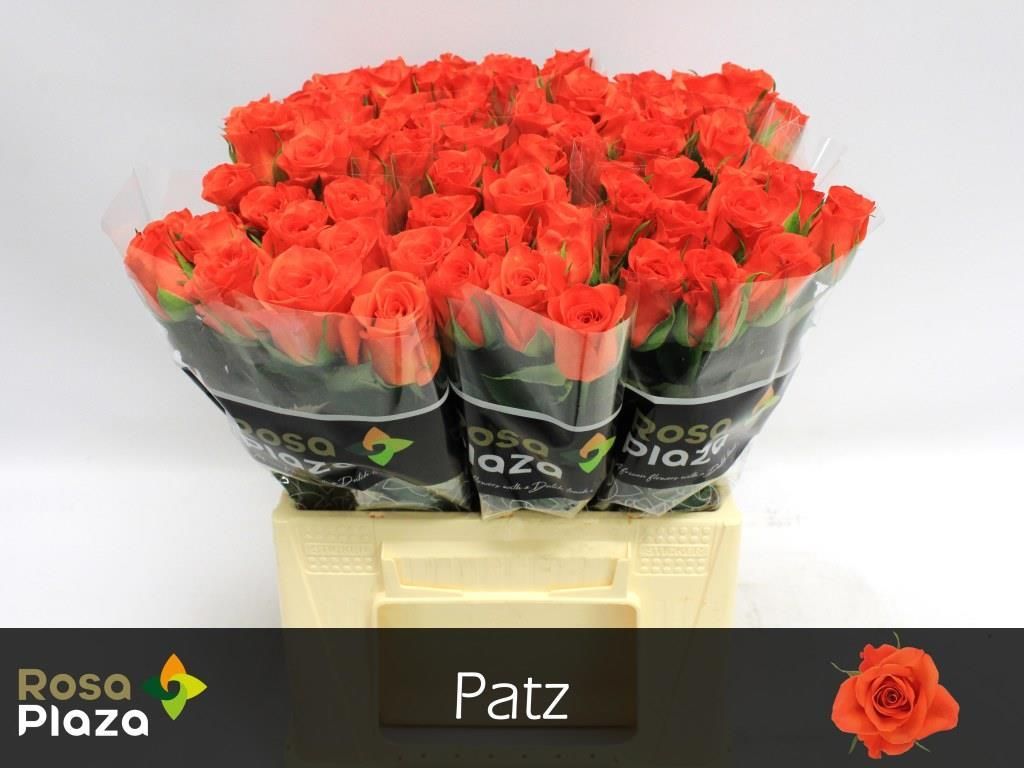 Роза од. Патц 40, шт.