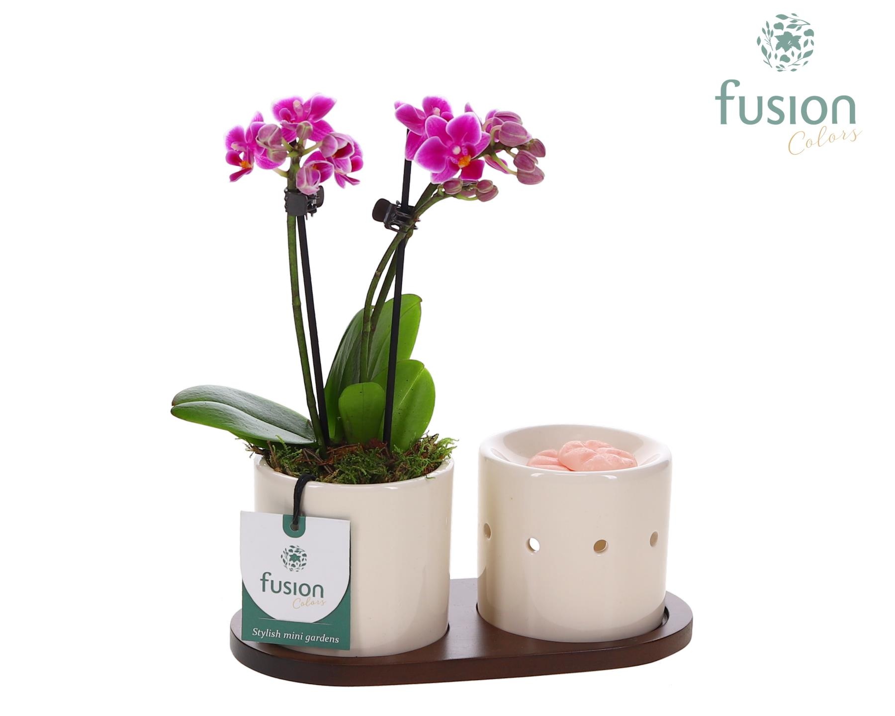 Fusion Scents keramiek Gift set plankje met Phalaenopsis, D 20 cm