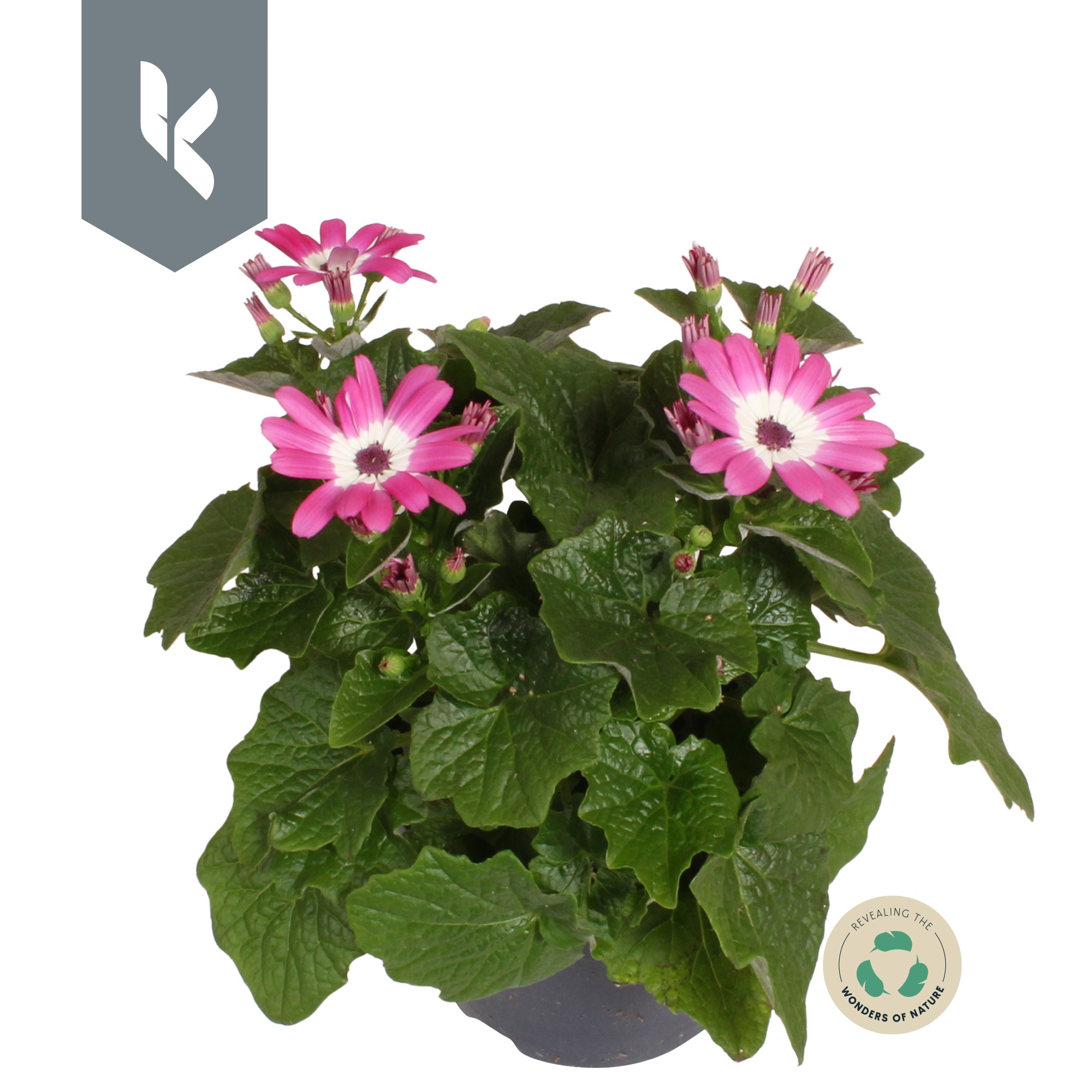 Senetti Pink Bicolor, D 12
