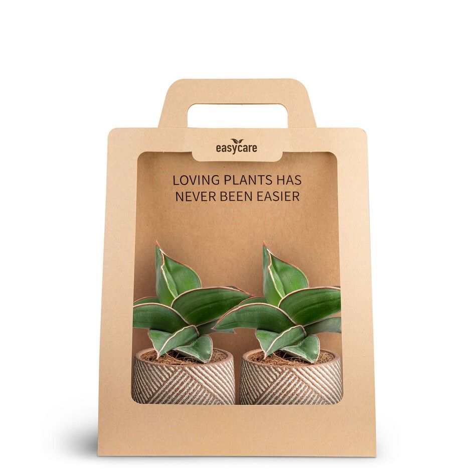 2-Pack Grove, Samurai, D 7 cm 2-Pack Grove, Samurai, D 7 cm