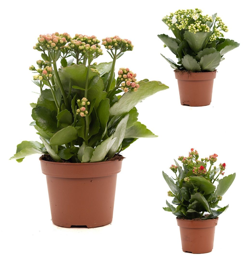 Kalanchoe mix 3 kleuren P&PURE Collection, D 12
