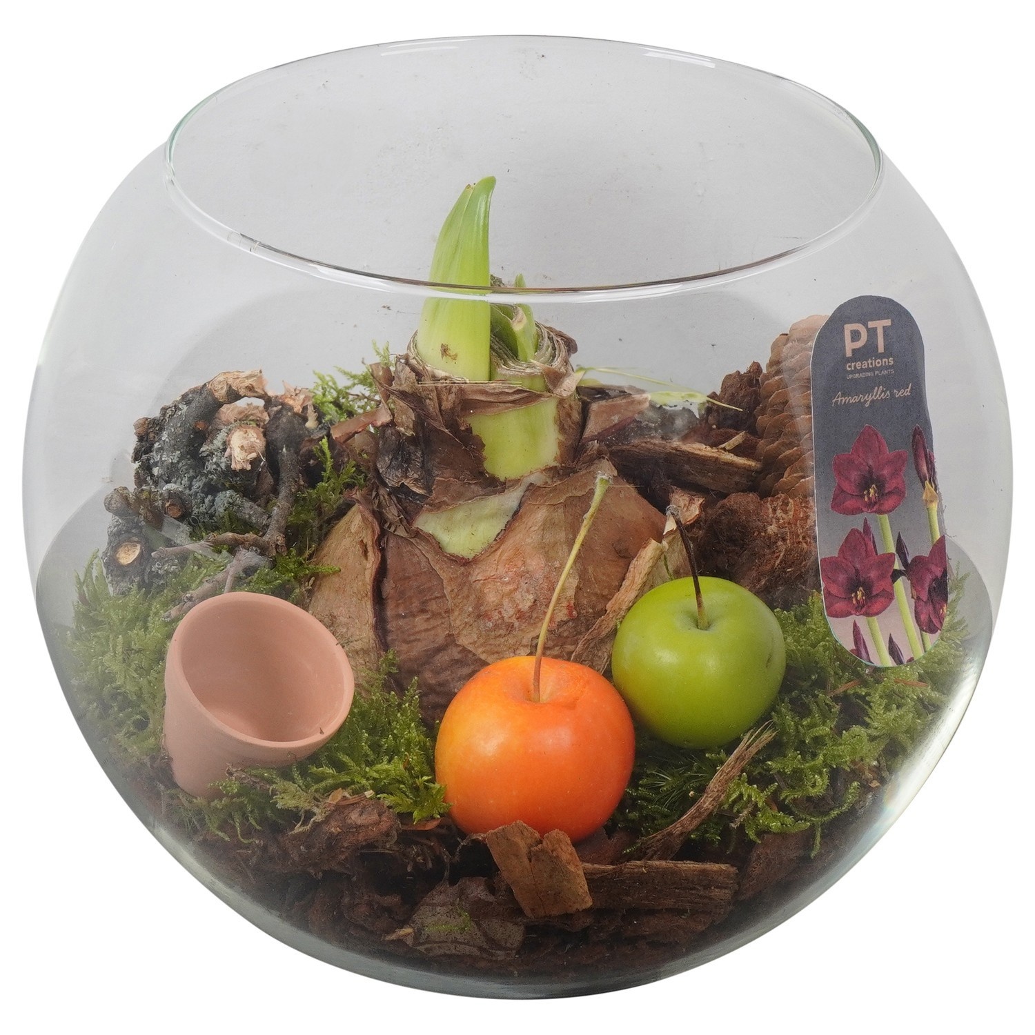 PTAA8816 Arrangement Amaryllis in glazen vissenkom, D 20