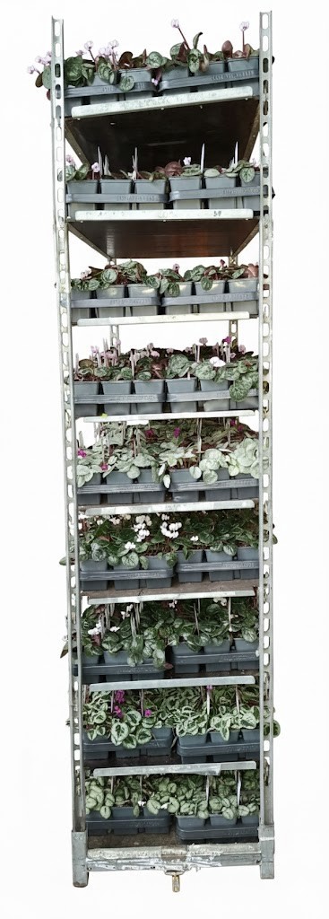 Cyclamen coum mixkar 9 cm, D 9