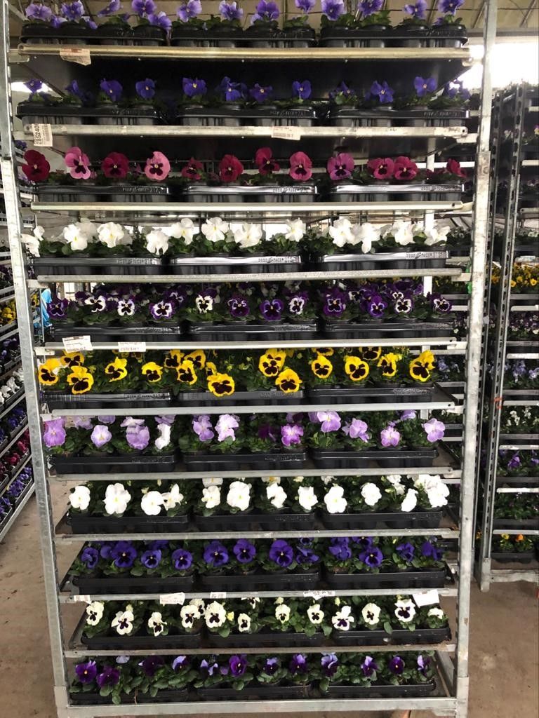 Viola F1 mixkar, D 9