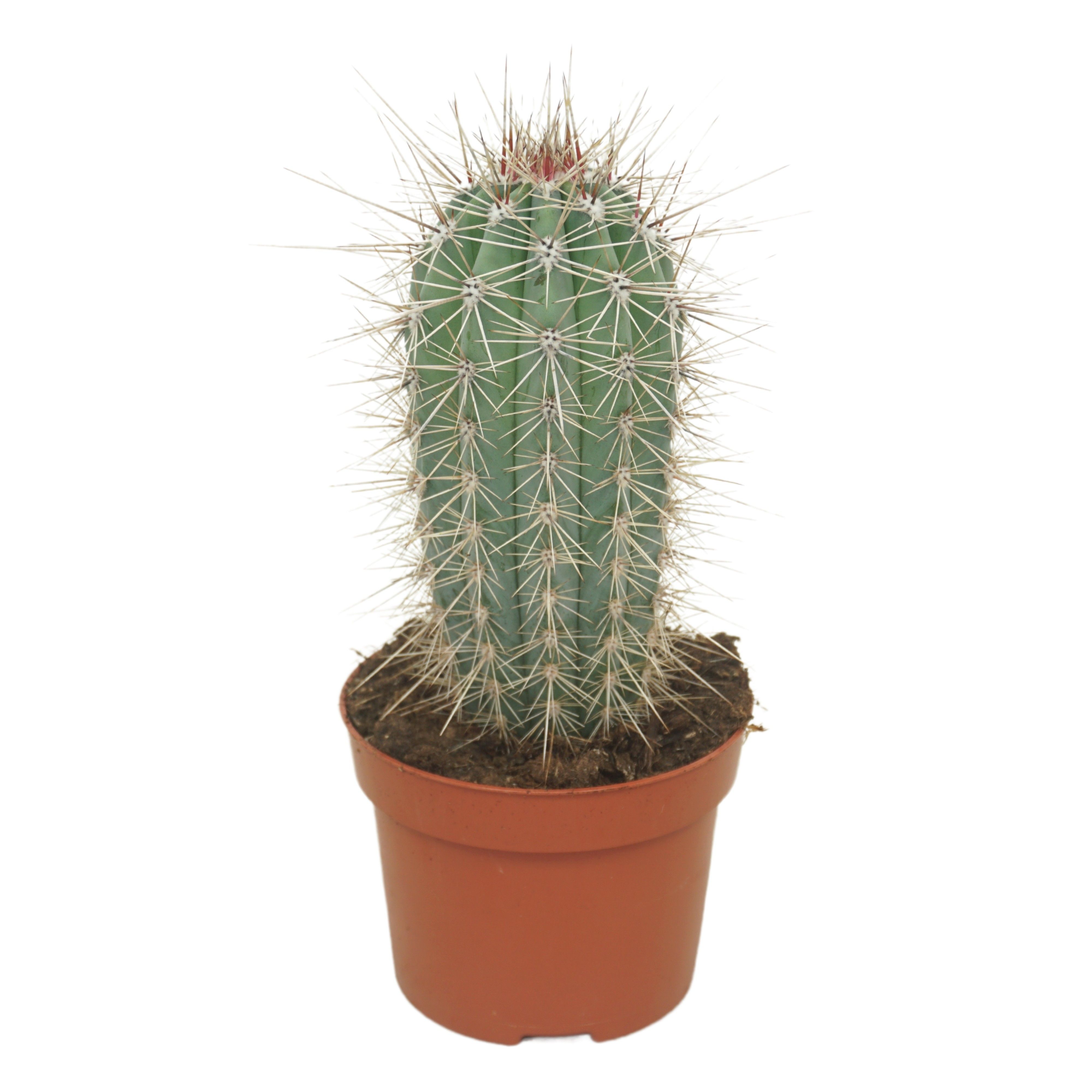 Pachycereus pringlei enkel 13 cm, D 13 cm Pachycereus pringlei enkel 13 cm, D 13 cm