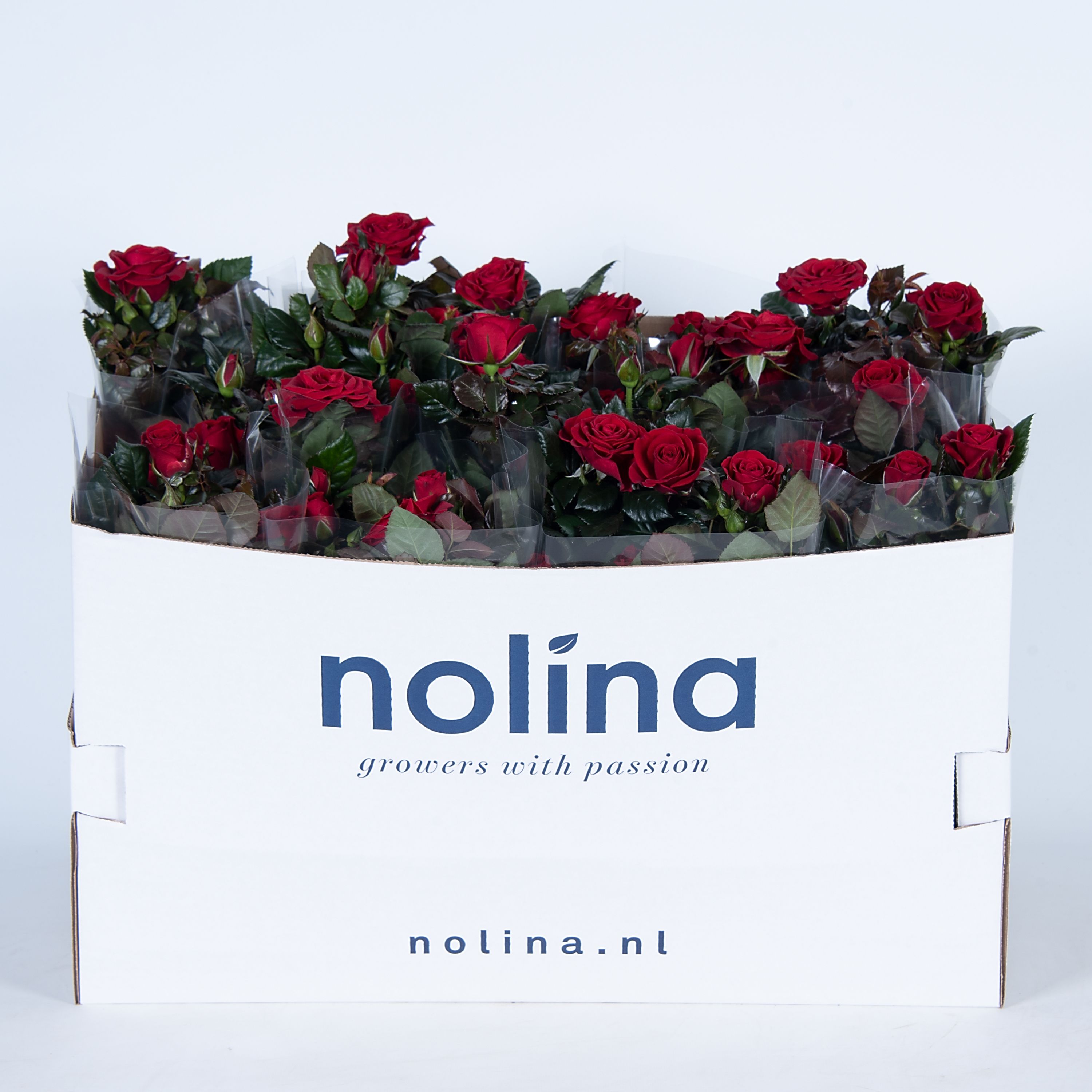 Nolina Roses Ø 13 cm Red in box st. 2-3, D 13 cm Nolina Roses Ø 13 cm Red in box st. 2-3, D 13 cm