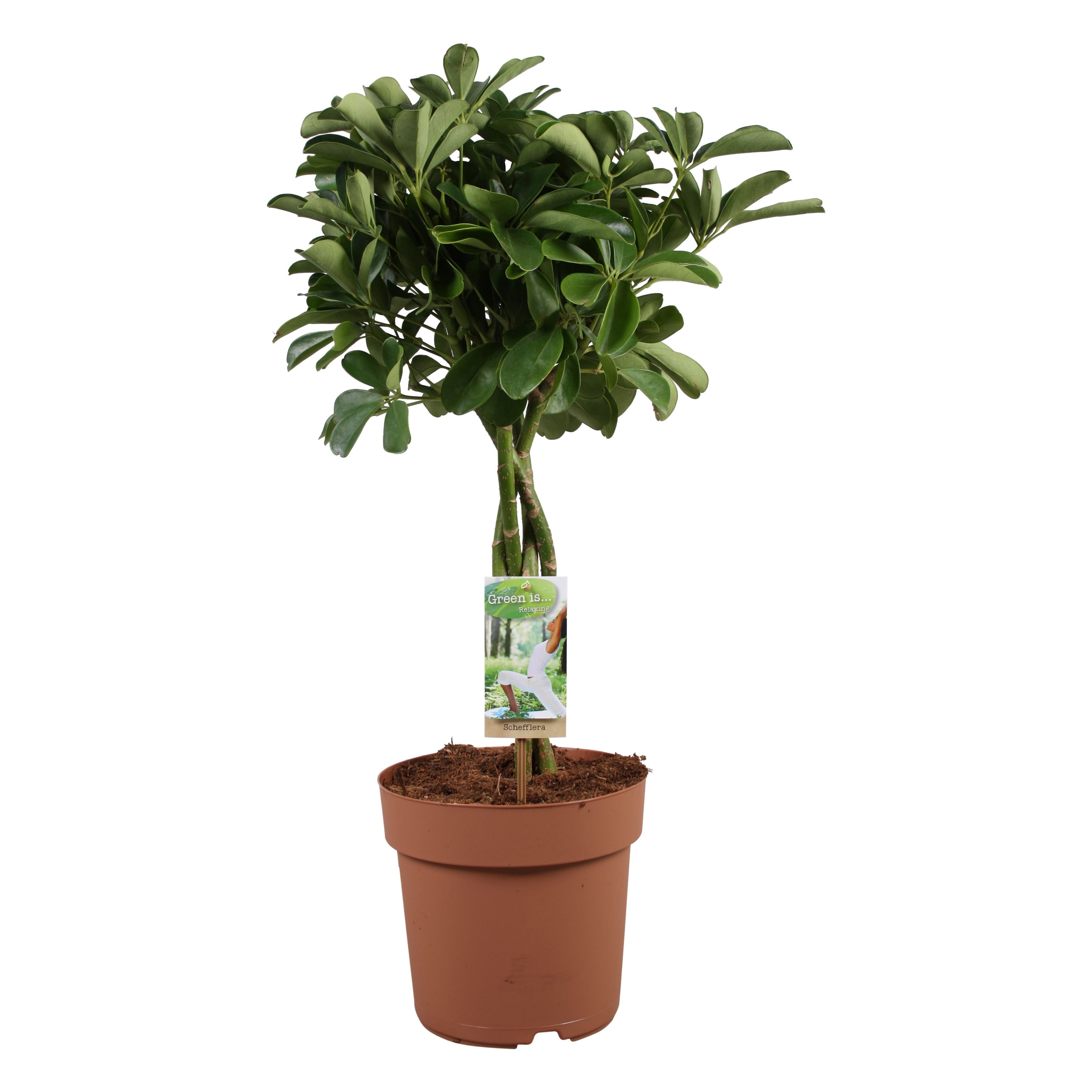 Schefflera Nora - gevlochten stam, D 21 cm