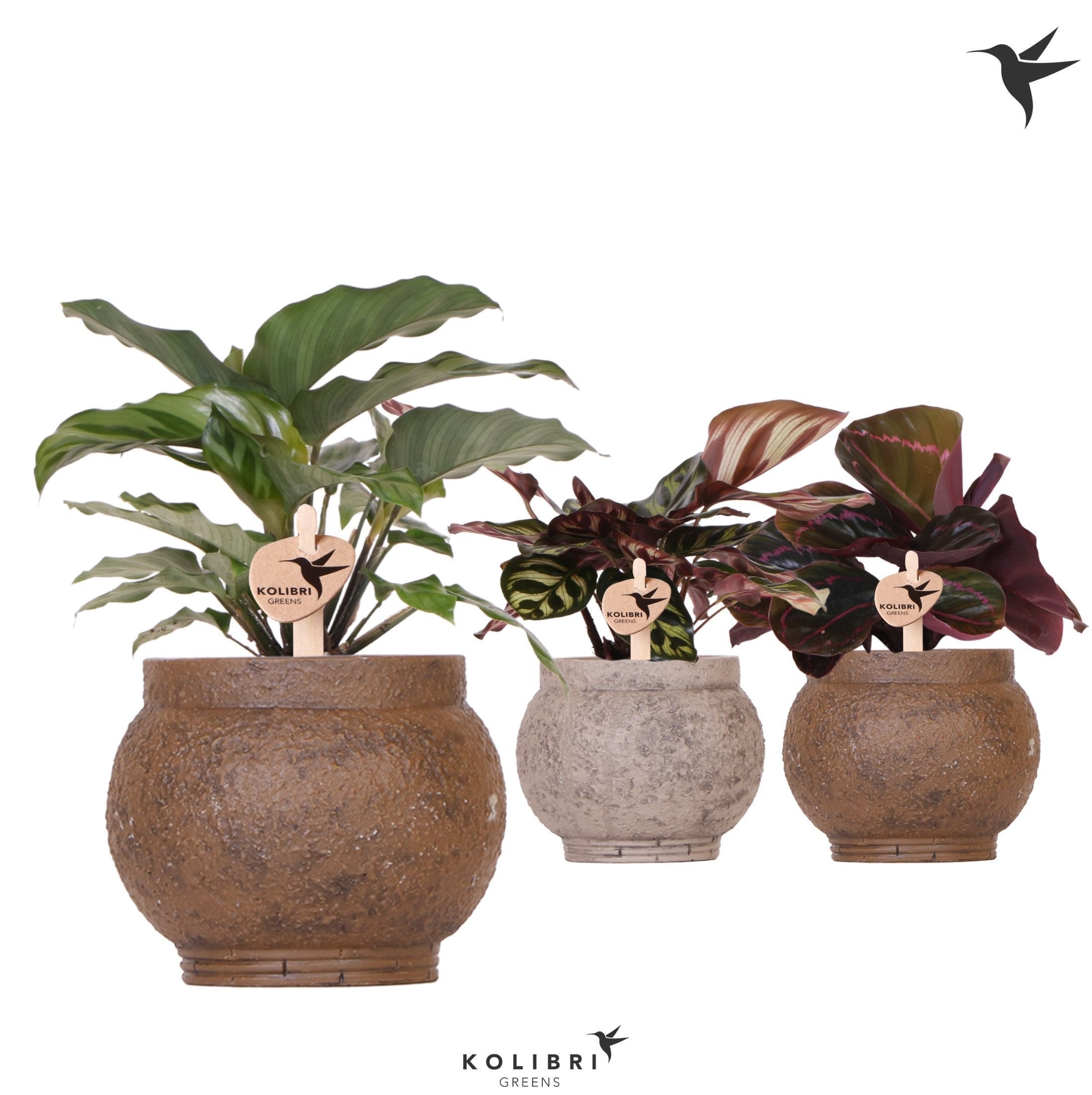 Kolibri Greens Calathea mix in Ancient pot brown mix, D 9