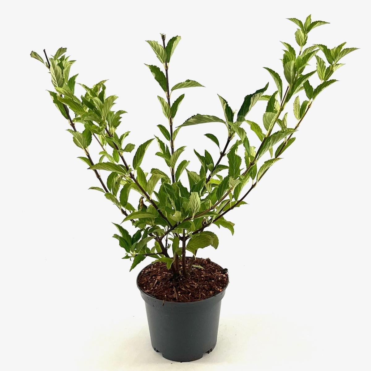 Viburnum farreri 'Candidissimum', D 19