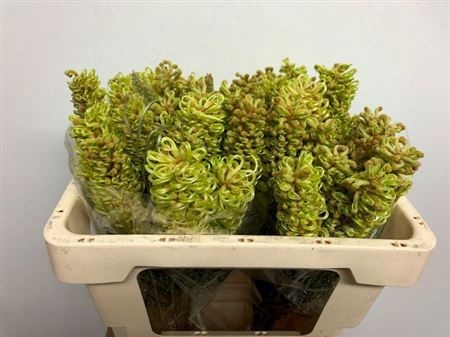 Гревиллея Спайдермен 50, шт.