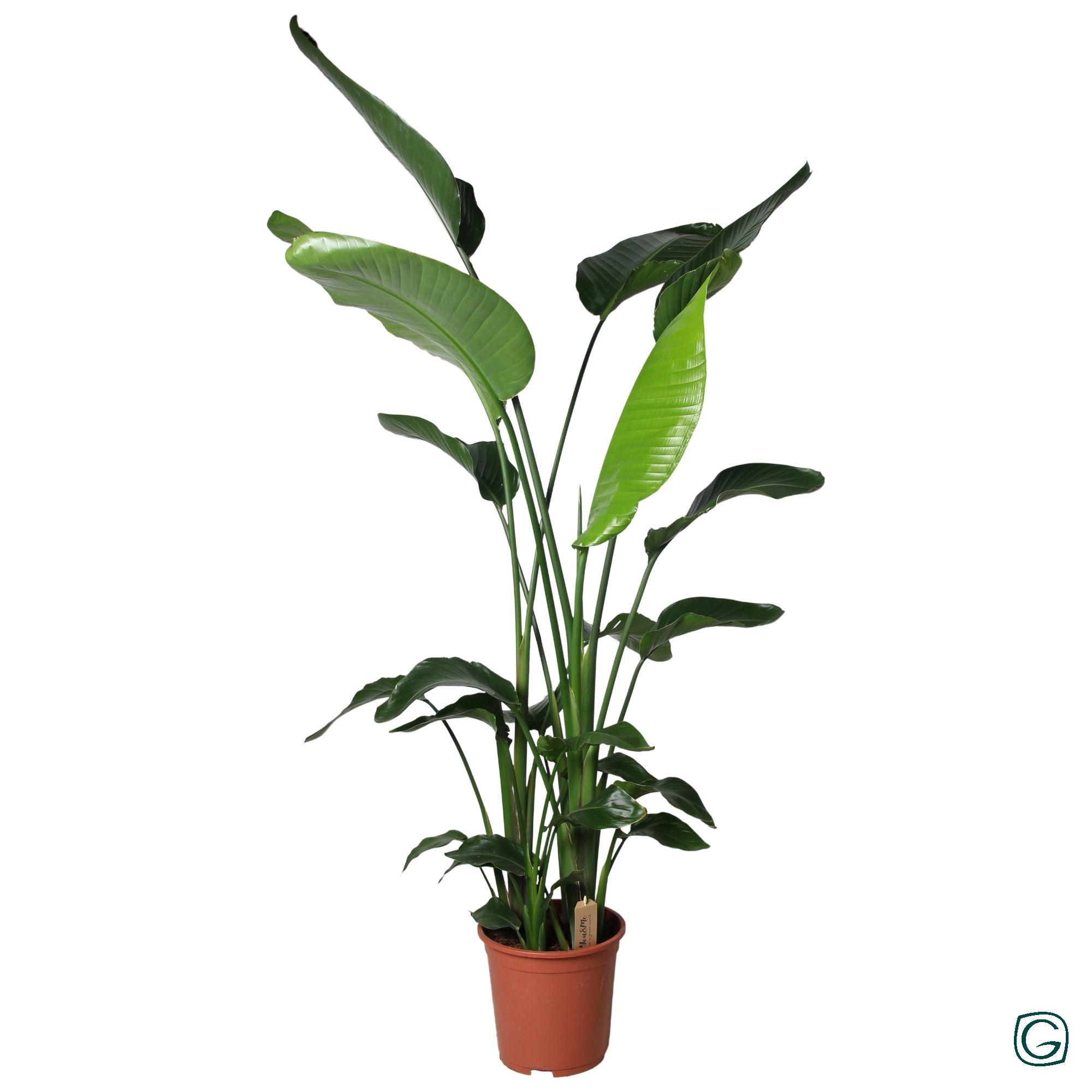 Strelitzia nicolai p27, D 27