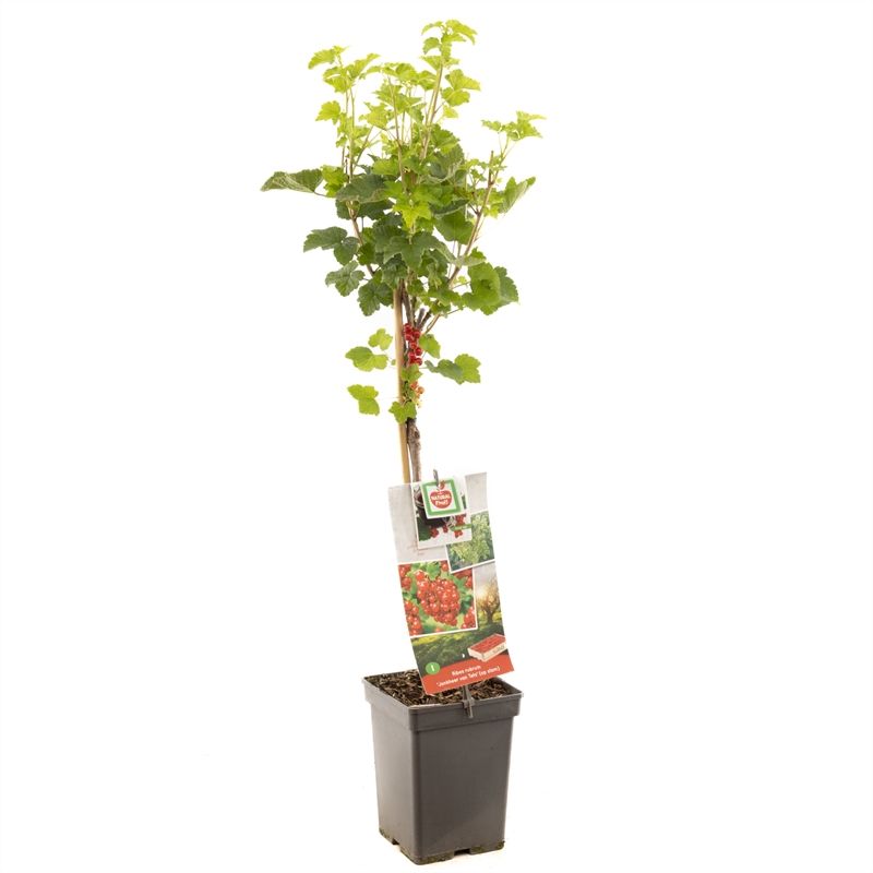 Ribes rubrum Jonkheer van Tets stam Rode bes, vroeg rijpend, D 18