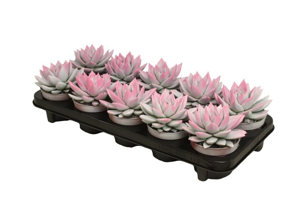 Miranda bicoloured white/pink, D 10,5