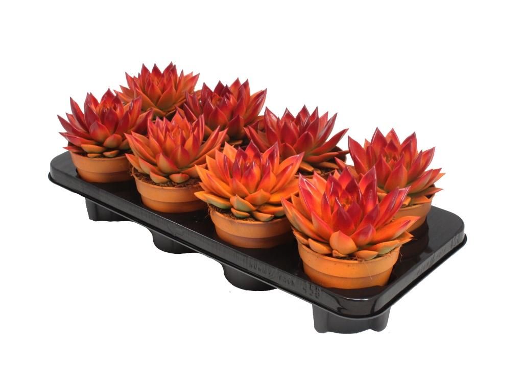 Miranda bicoloured orange/red, D 12