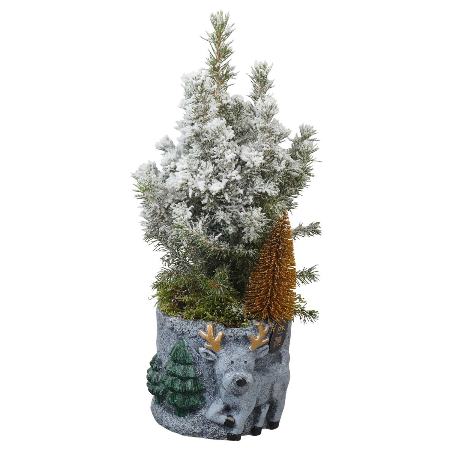 PTCWW7778 Arrangement Winter in beton pot, D 13