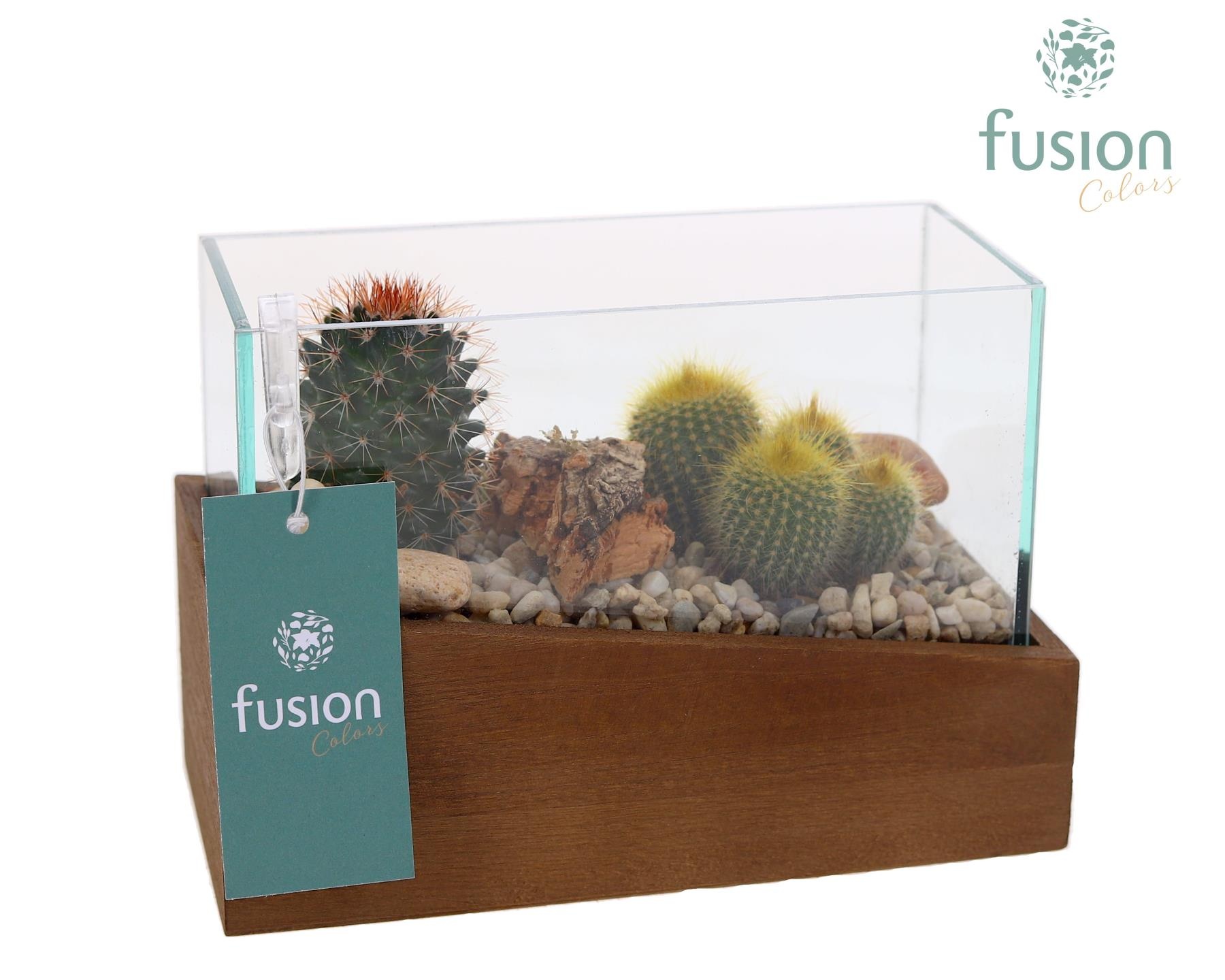 Aquarium XSmall met Cactussen, D 19 cm Aquarium XSmall met Cactussen, D 19 cm