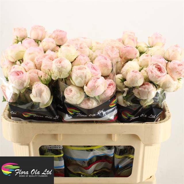 Роза куст. Мэнсфилд Парк 70, шт.