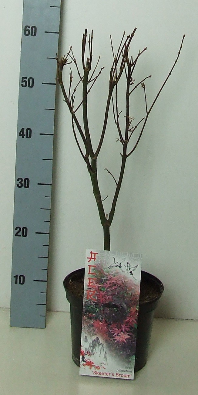Acer palmatum 'Skeeters Broom' P19 Full CC, D 19