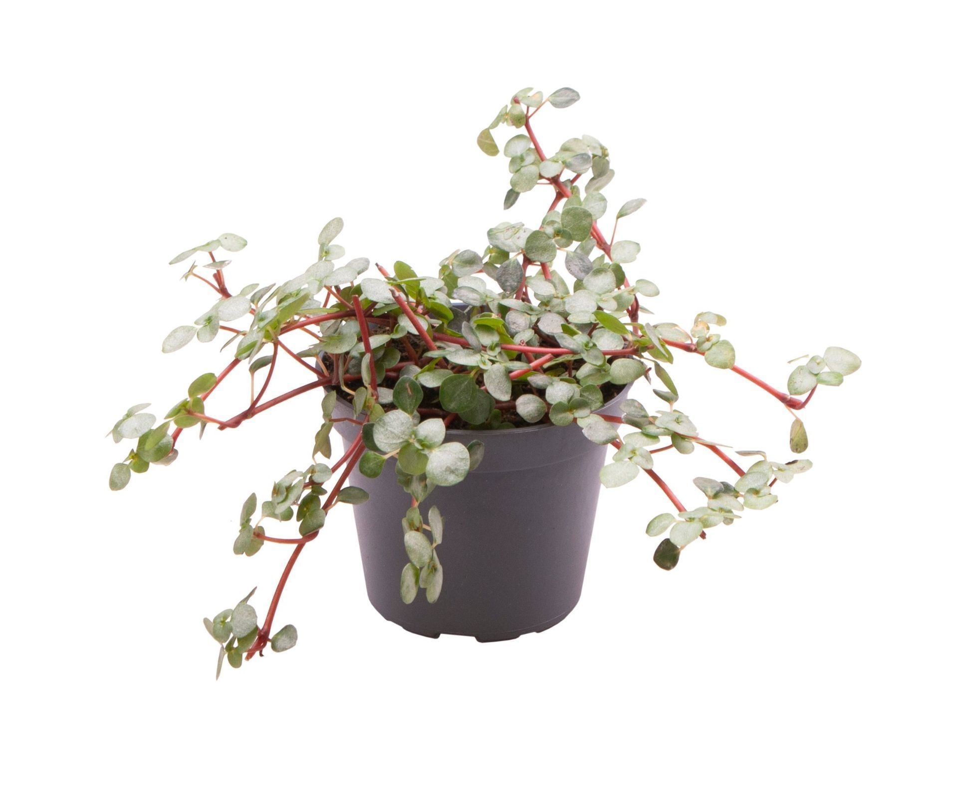 Pilea Glaucophylla Greyzy, D 6