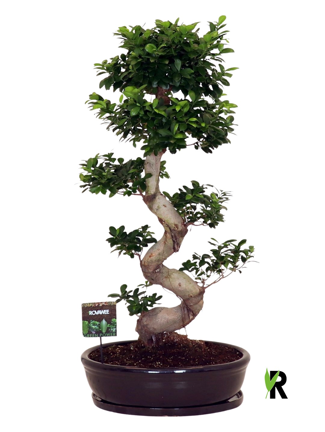 Ficus micr. S-type in keramiek ovaal schaal met schotel zwart, D 60