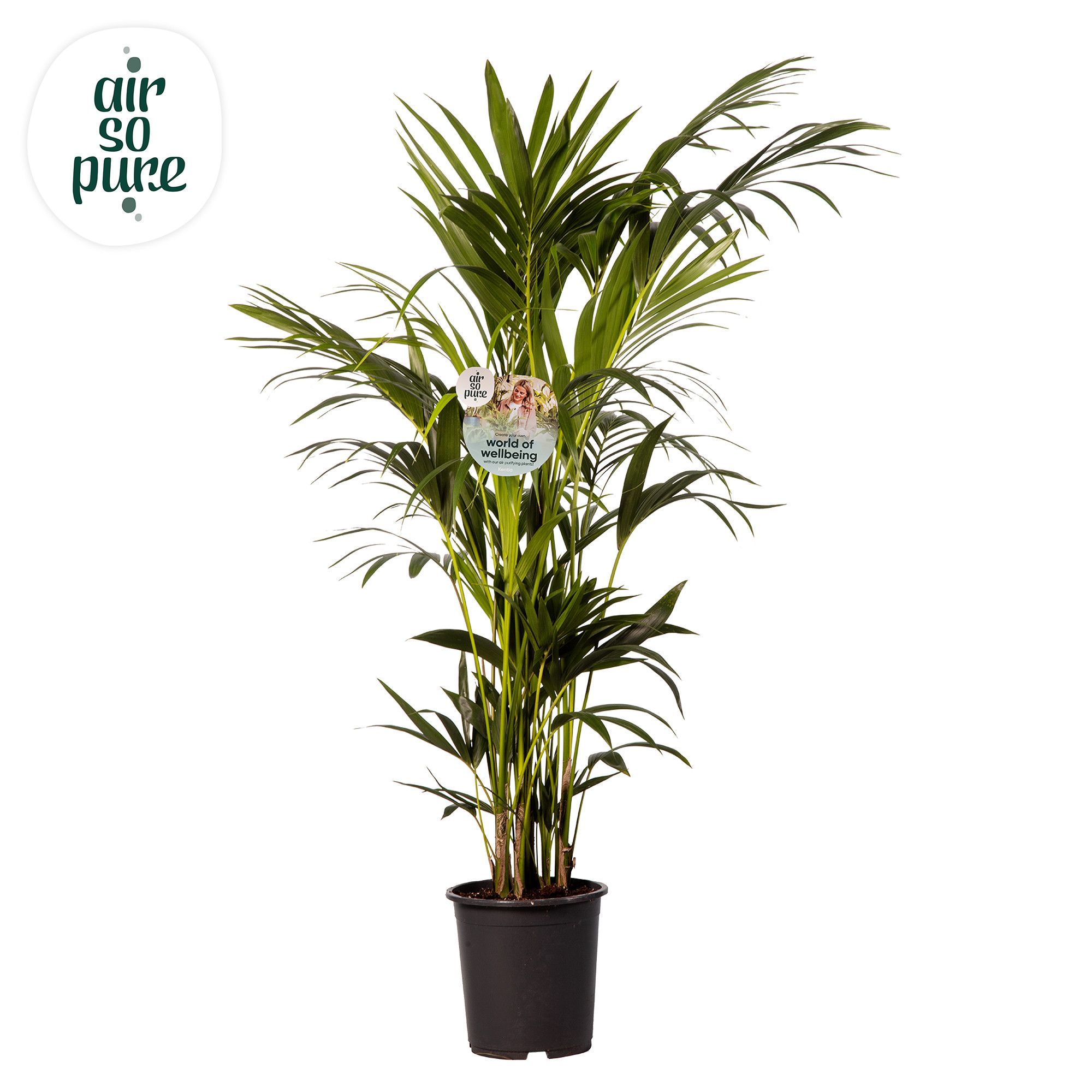 KENTIA - P27 H160 - 12PP - Air So Pure (Howea forsteriana), D 27