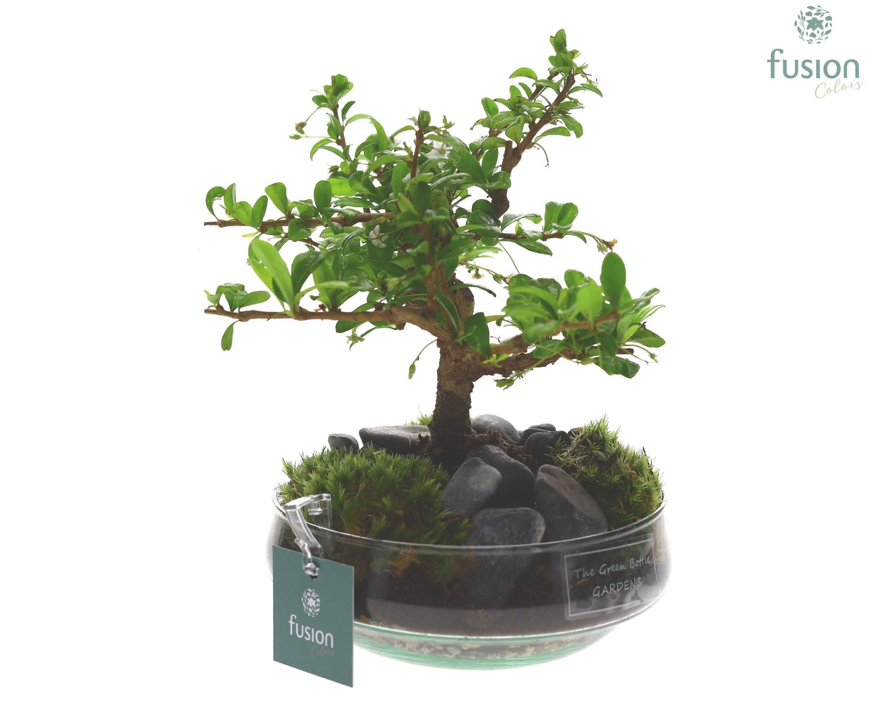 Green Bottle Iris Small met Bonsai, D 15 cm