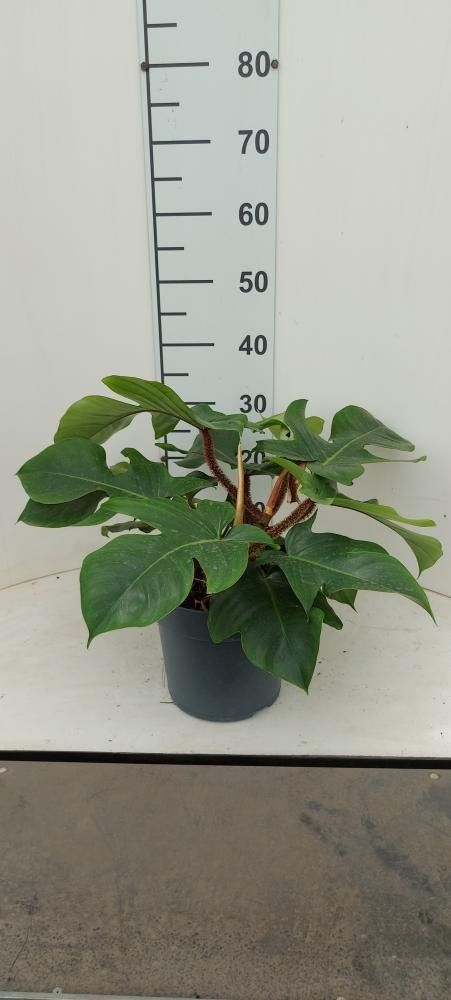 Philodendron squamiferum P21, D 21 cm