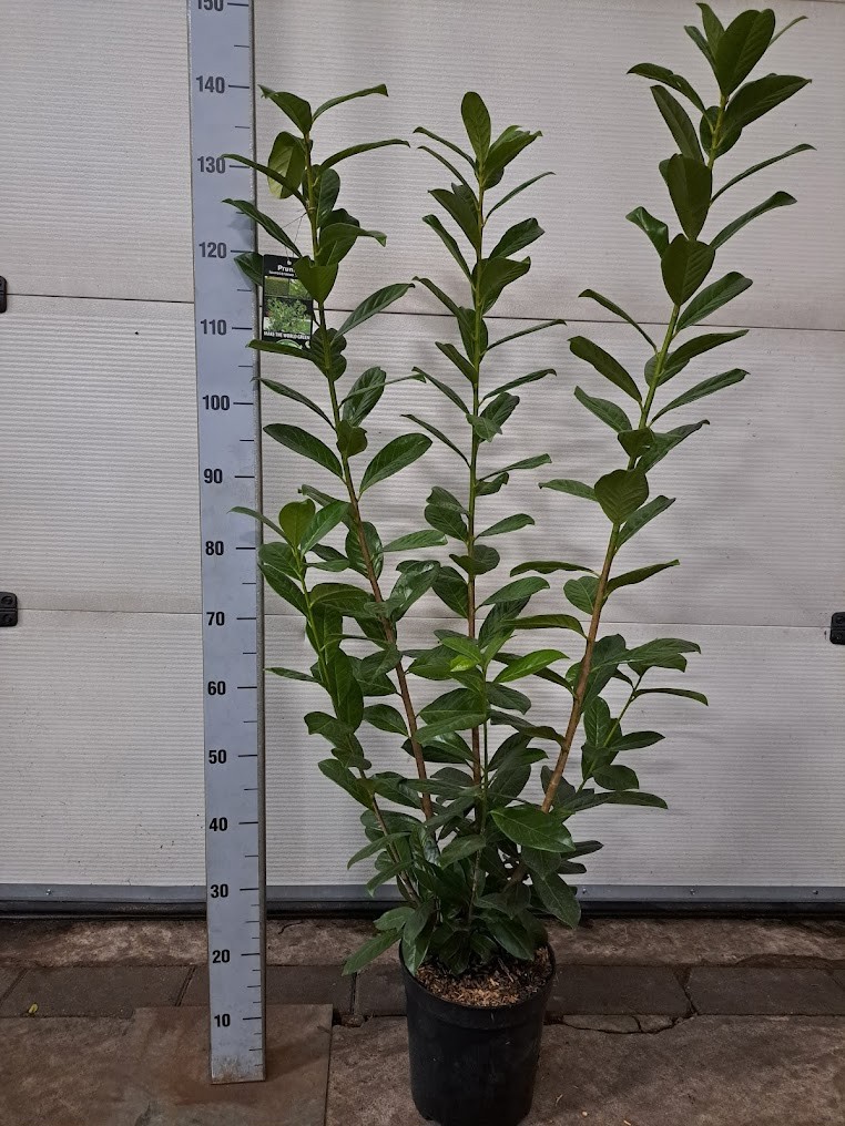 Prunus laurocerasus 'Novita' C7, D 27