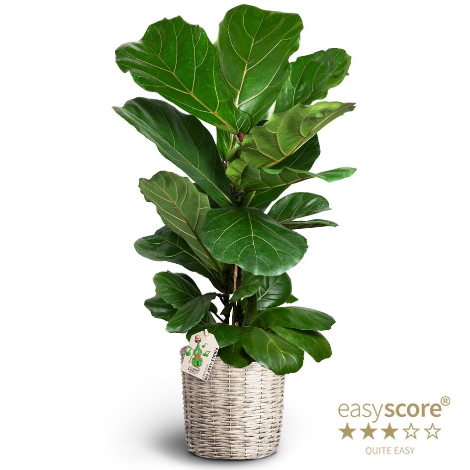 Basket, Ficus lyrata, D 26