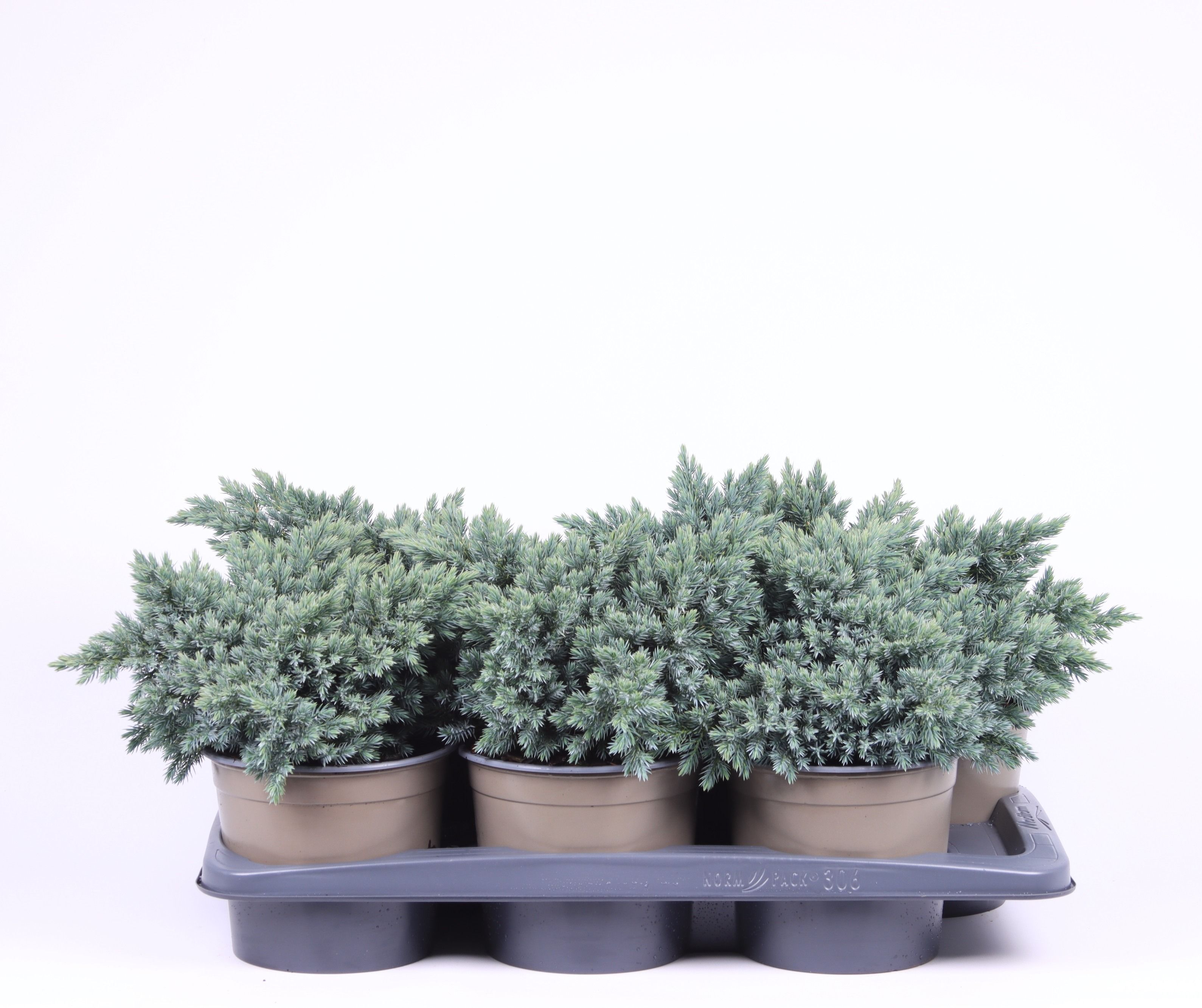 Juniperus squamata 'Blue Star', D 17