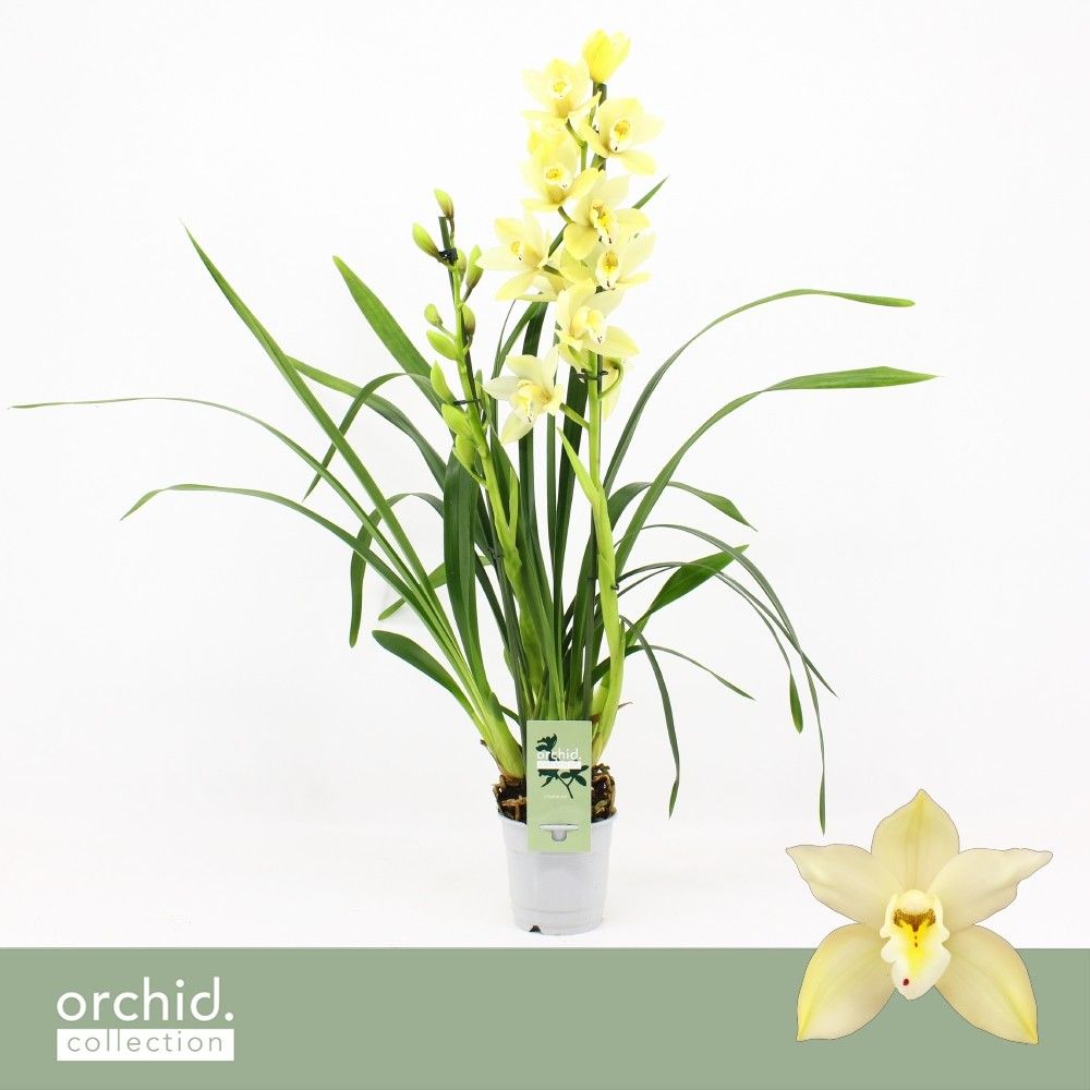 Cymbidium, Paddy 2-spike 'Orchid Collection', D 12 cm