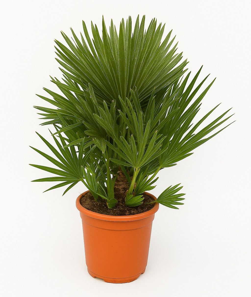 Chamaerops Humilis Vulcano - 80cm, D 24