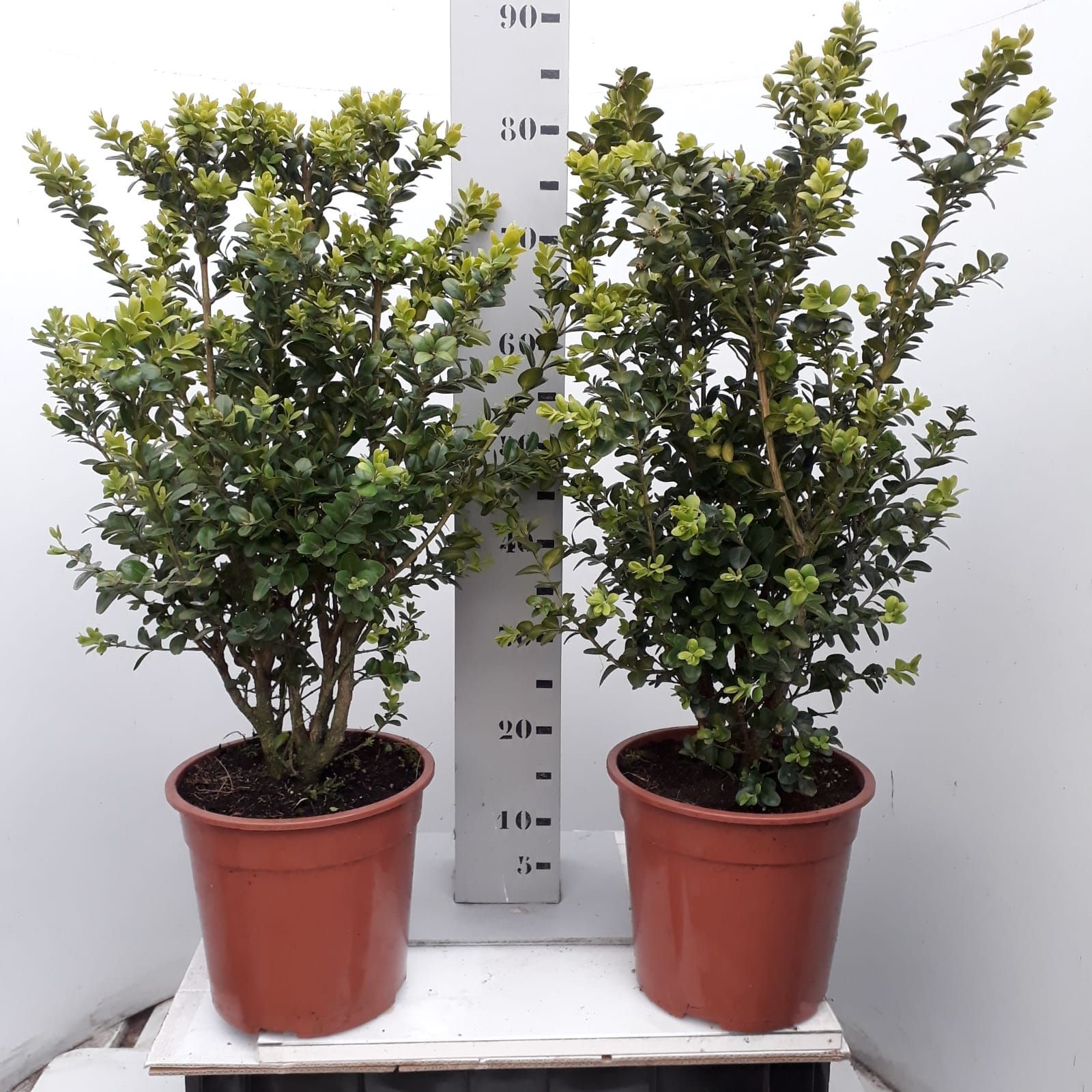 Buxus sempervirens 'Rotundifolia' 50-60cm struik extra, D 24 cm
