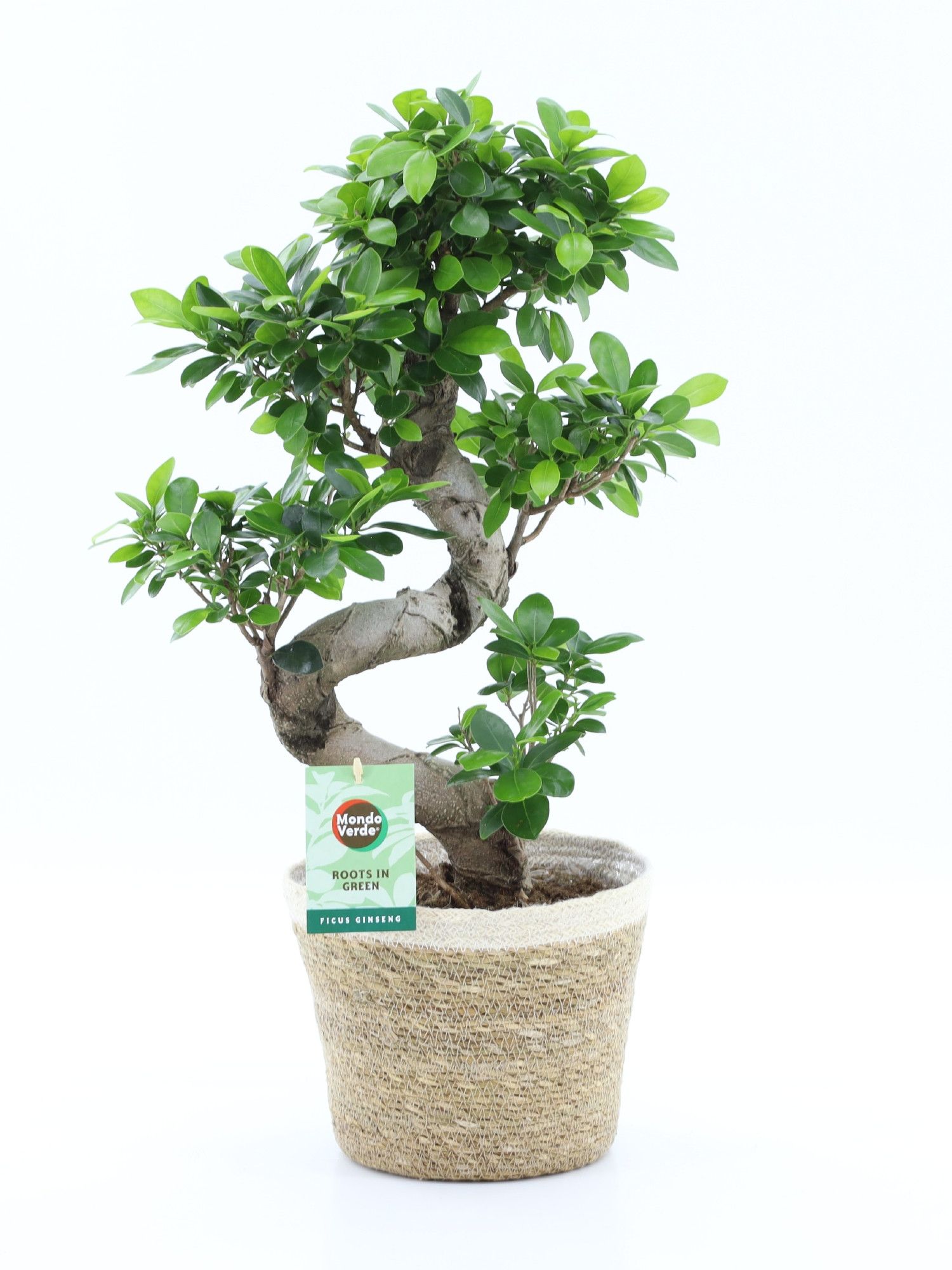 Ficus Ginseng S-type in Noah Korb, D 22