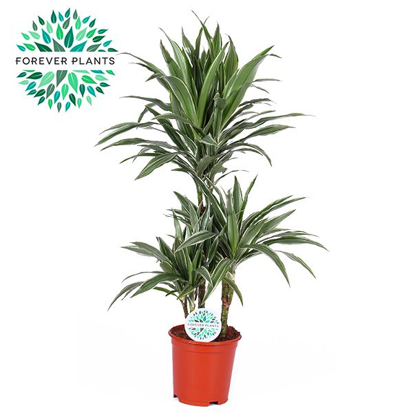 Dracaena Warneckei p21, 45+15+10, D 21