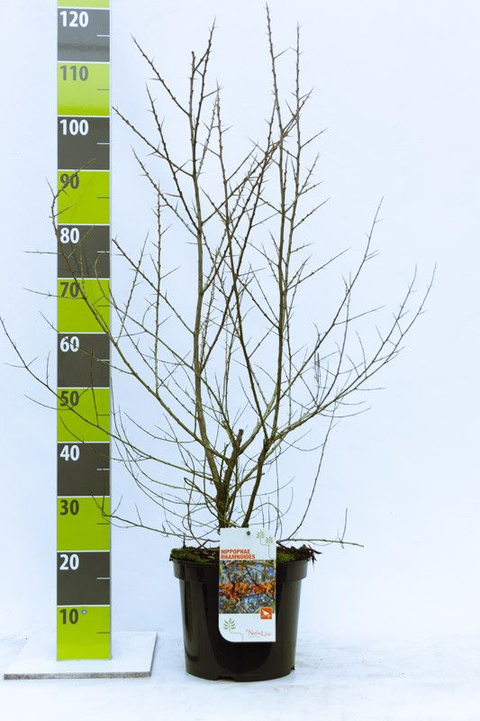 Hippophae rhamnoides, D 27