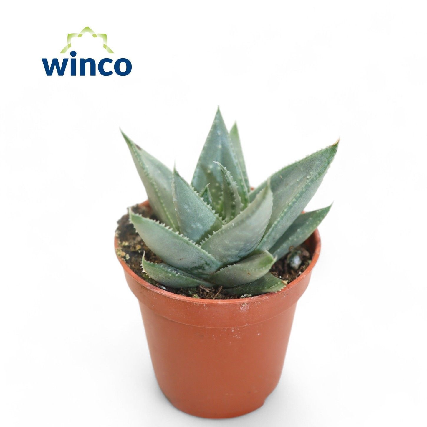 Aloe Savannah, D 5,5