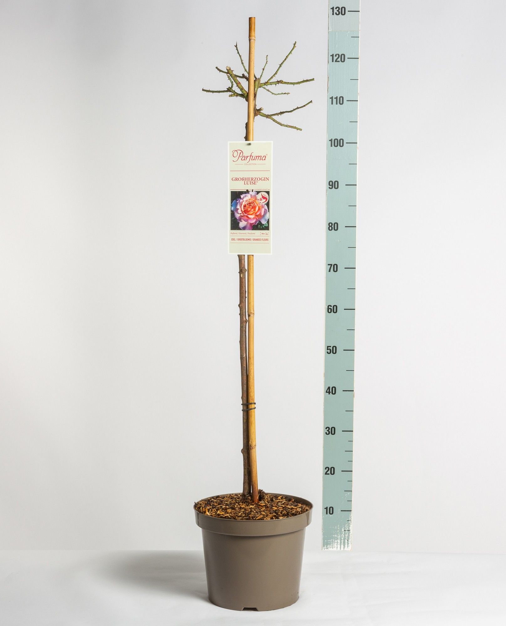Rosa Parfuma (TH) Großherzogin Luise ®, stam 90, C7.5, D 26 cm