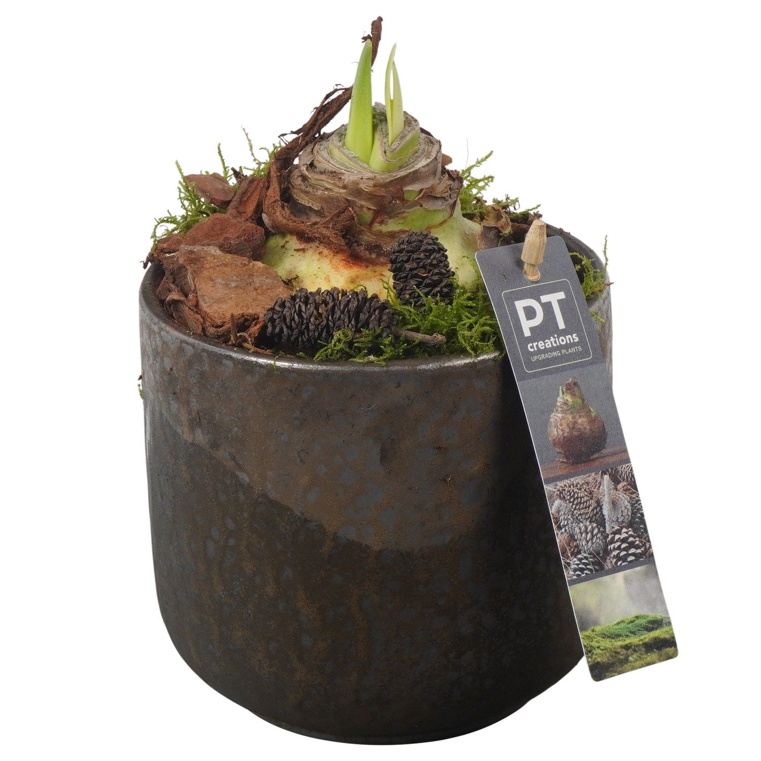 PTAA7510 Arrangement Amaryllis in keramiek pot, D 13 cm