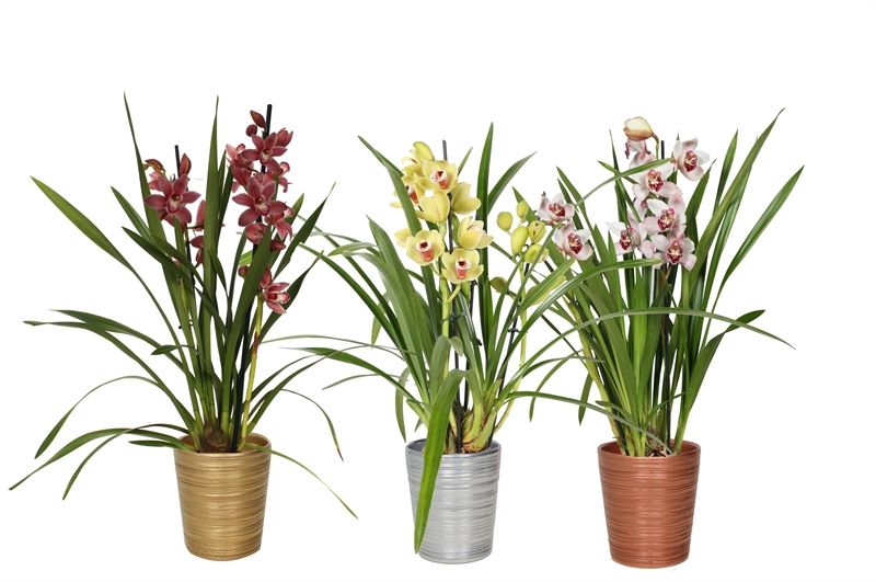 Scratched luxury mix Cymbidium mix 2T10+, D 12 cm