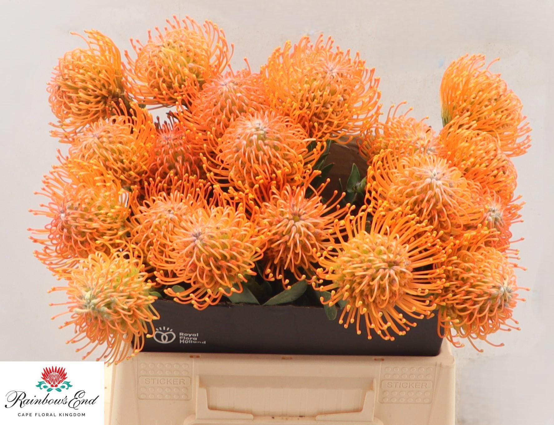 Нутанс Айоба Оранж 40, шт.